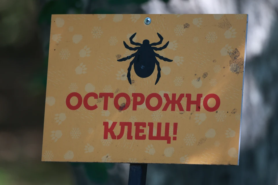 Сейчас активность и численность клещей остаются невысокими