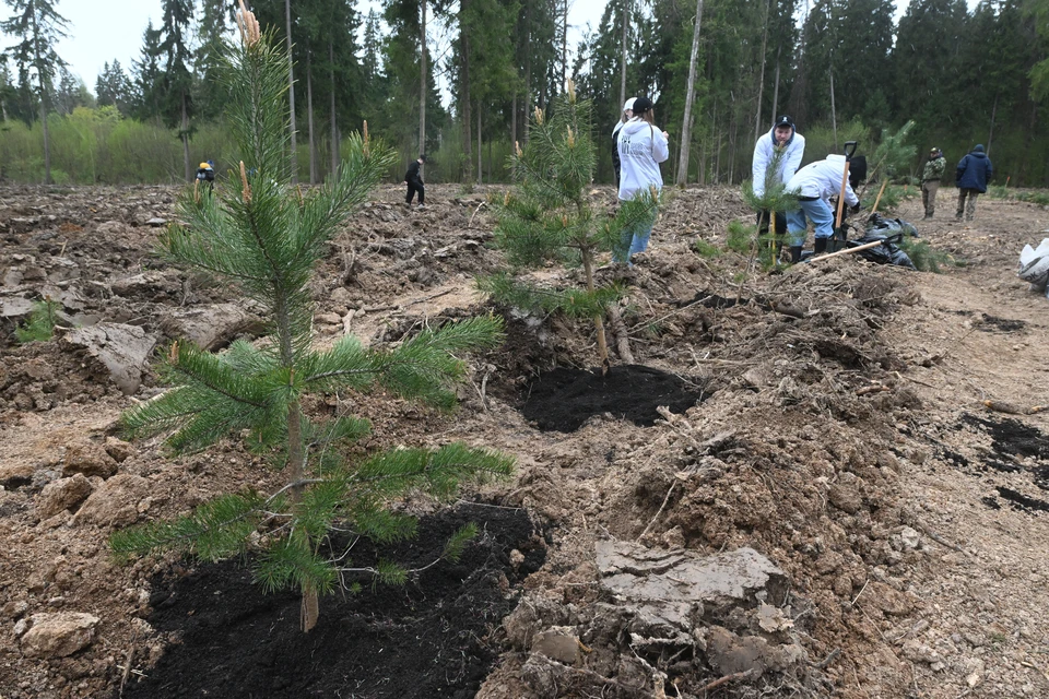 Республиканские власти приглашают волонтеров присоединиться к осенним посадкам