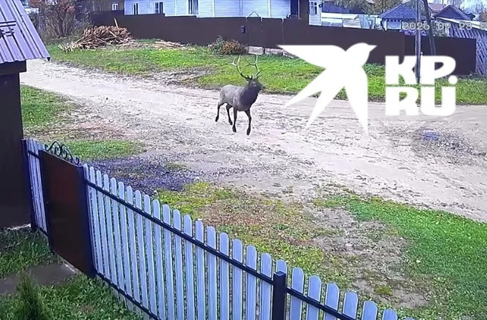 Фото: скриншот видео