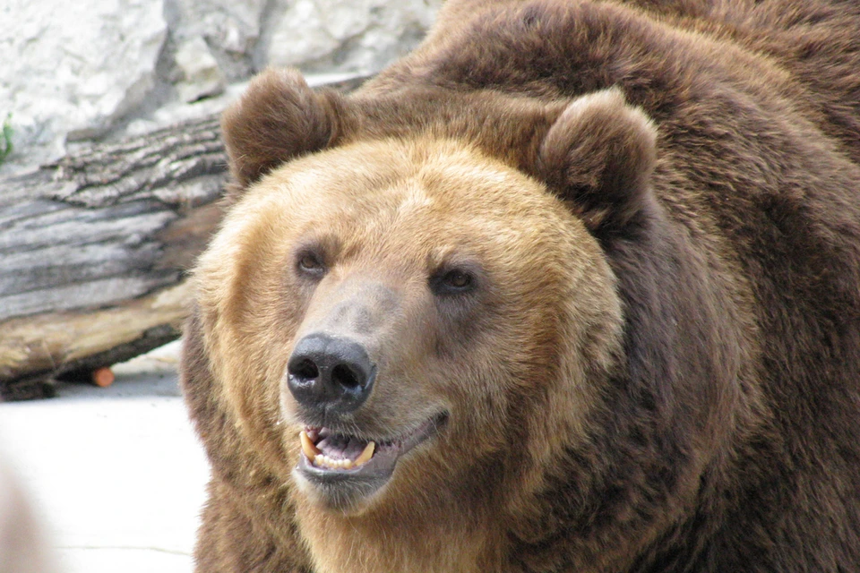Медведи в Новосибирской области стали чаще выходить к населенным пунктам.