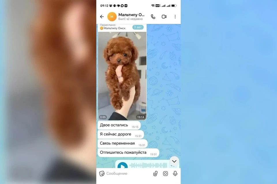 Продажа щенков жительницам Шарыпова обернулась уголовным делом. Скриншот: МВД по краю