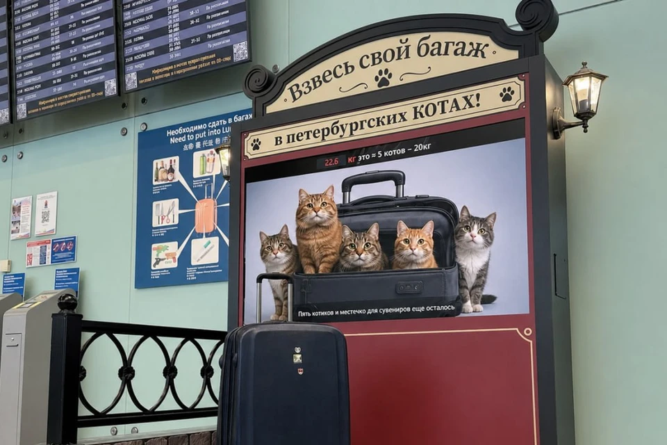 В Пулково установили весы, которые показывают вес багажа в котах. Фото: пресс-служба аэропорта Пулково
