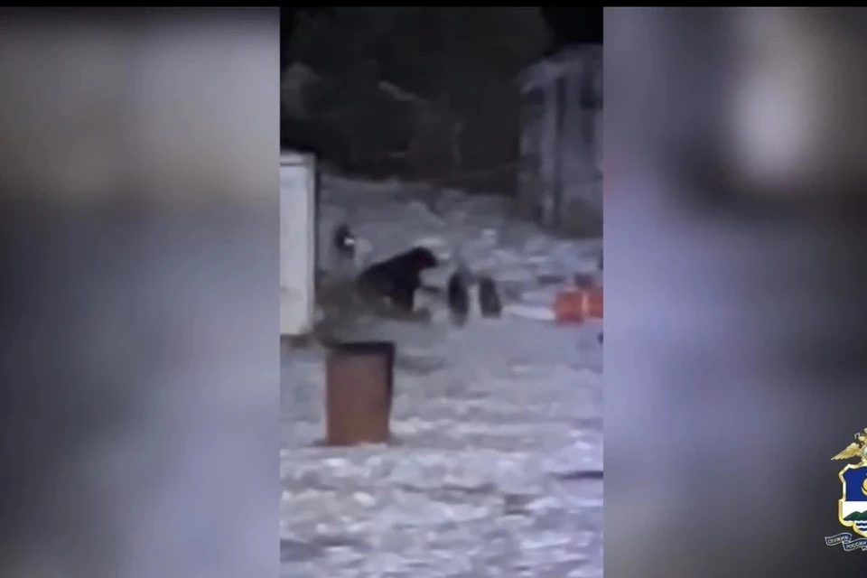 В Бурятии полицейские застрелили агрессивного медведя у кафе