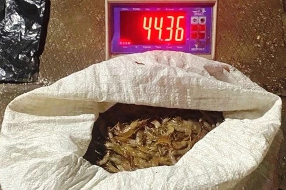 Уголовное дело расследовалось по статье о незаконной добыче водных биологических ресурсов. Фото: УТ МВД России по ЮФО