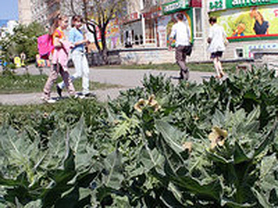 В Челябинске в центре Северо-Запада цветет белена