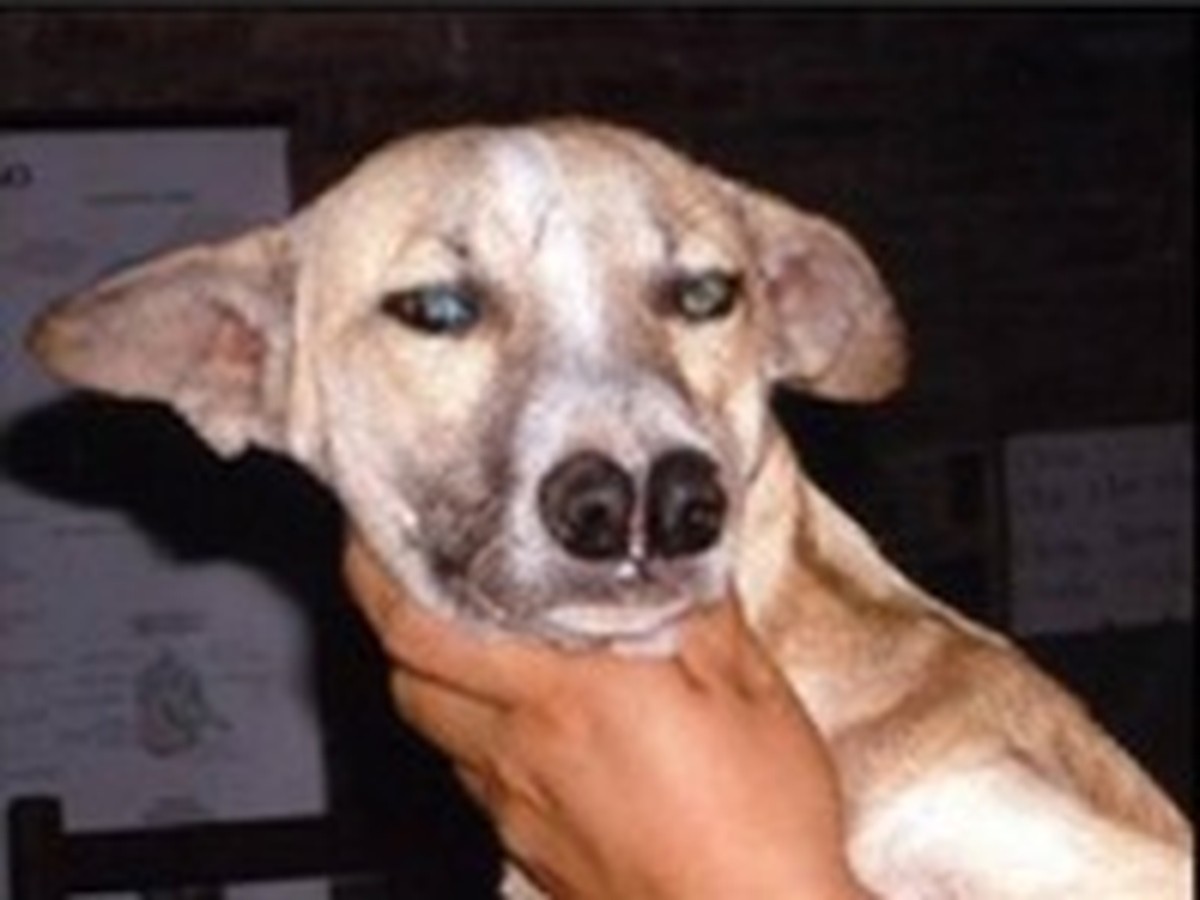 Собак с двумя носами обнаружили в Боливии - KP.RU
