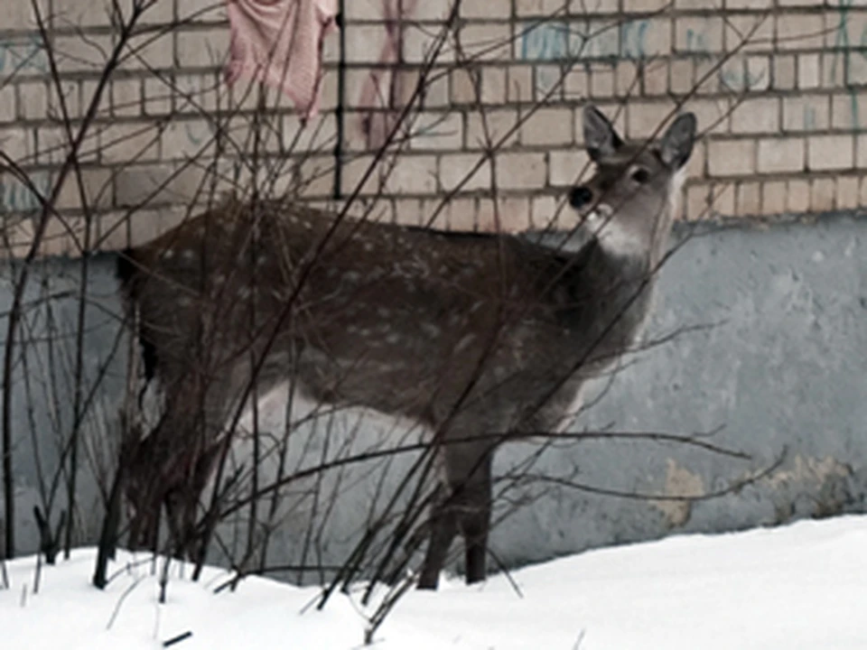 Ночью в жилой сектор забрела, перепуганная до смерти самка пятнистого оленя.
