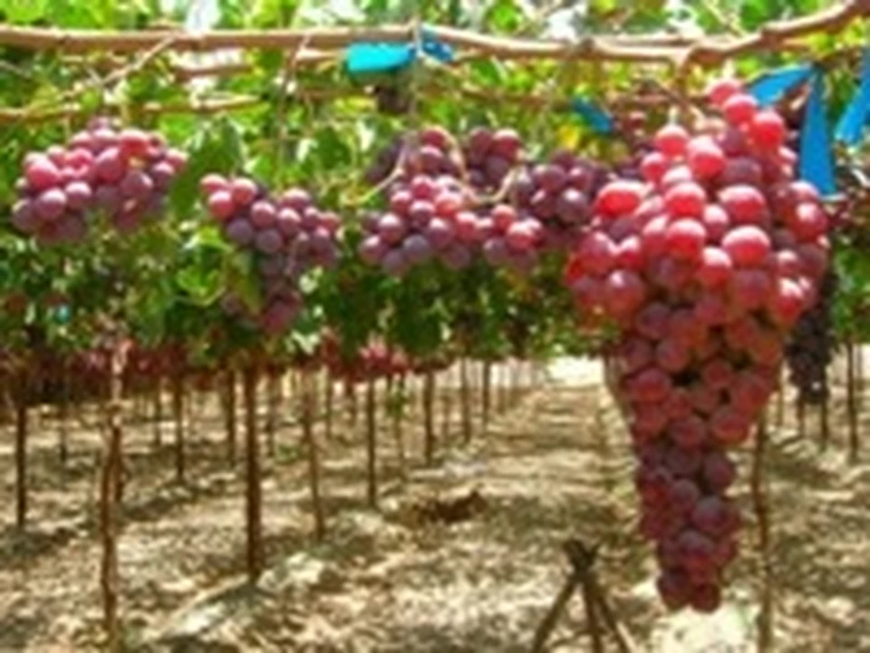 Идеальное место для виноградника - KP.RU