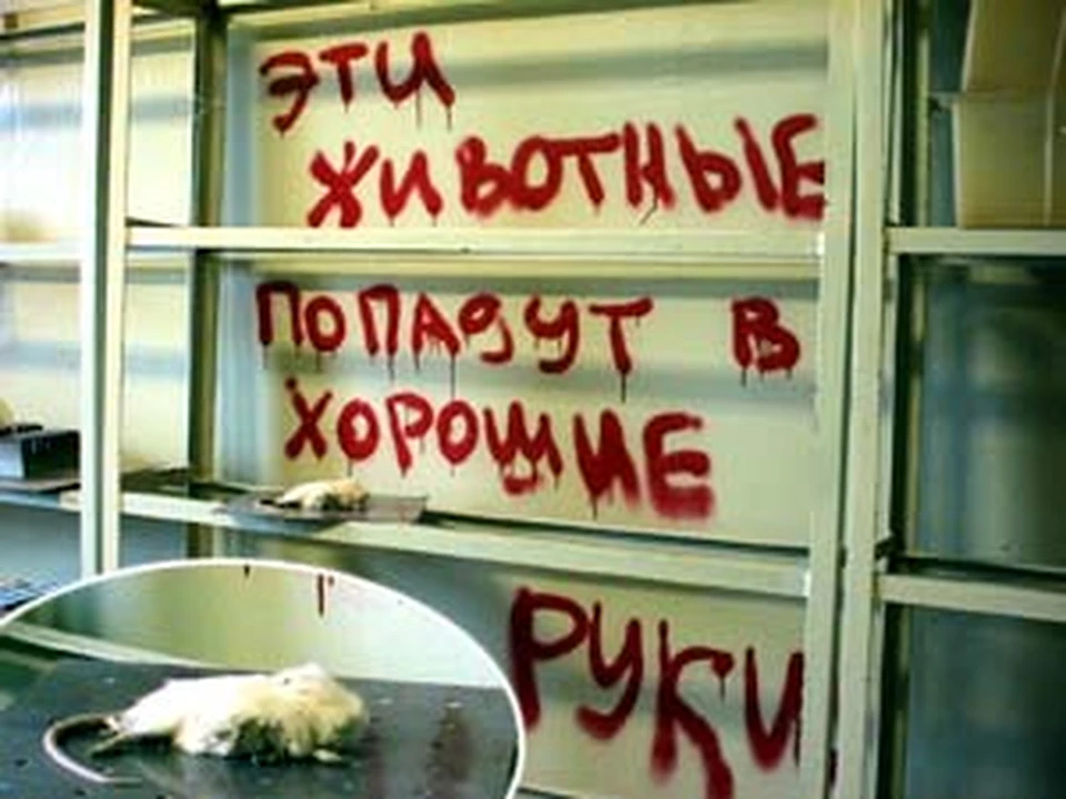 По утверждению радикалов, крысы в застенках дохнут десятками.