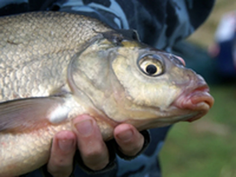 На что клюет лещ. Фидер на леща. Рыбалка на леща. Что ест лещ. Рыбалка на леща.