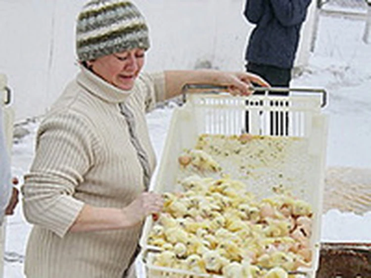 Со скандальной птицефабрики под Курском, где уничтожали цыплят, уволились 150 человек