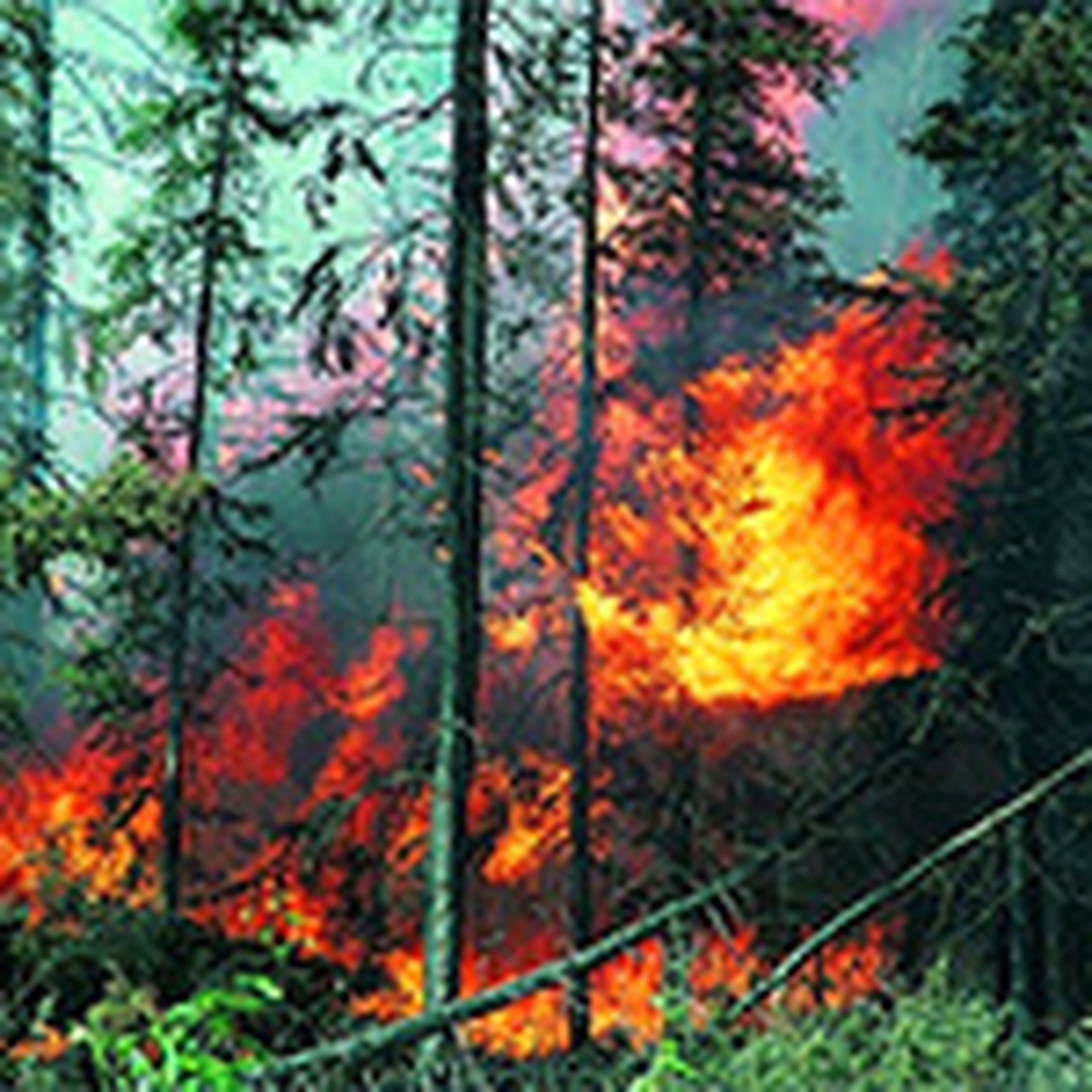 Правила поведения при пожаре в лесу – Белорусский национальный технический университет (БНТУ/BNTU)