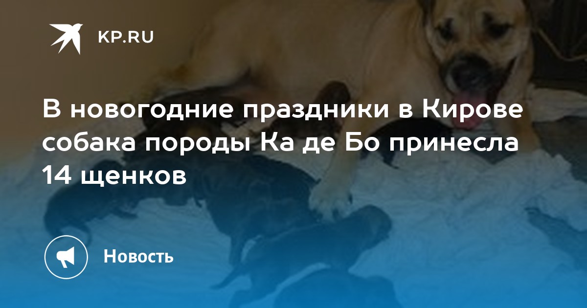 Новогодние Породы Собак