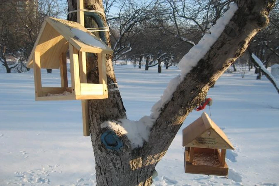 Рязанцы помогают пернатым друзьям.