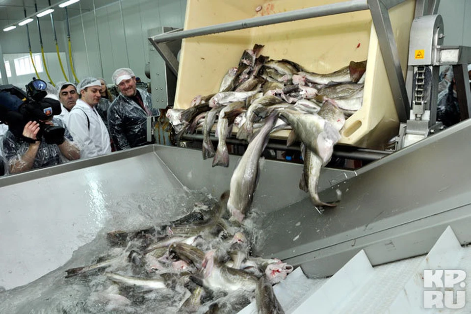 Через конвейер ежедневно проходит свыше тонны рыбы.