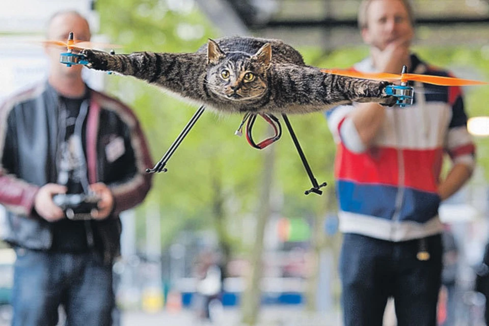 Художник-изобретатель из Голландии Барт Янсен сделал из чучела своего любимого кота «уникальную летающую машину». Теперь этот «котолет» красуется в модной галерее современного искусства в Амстердаме.