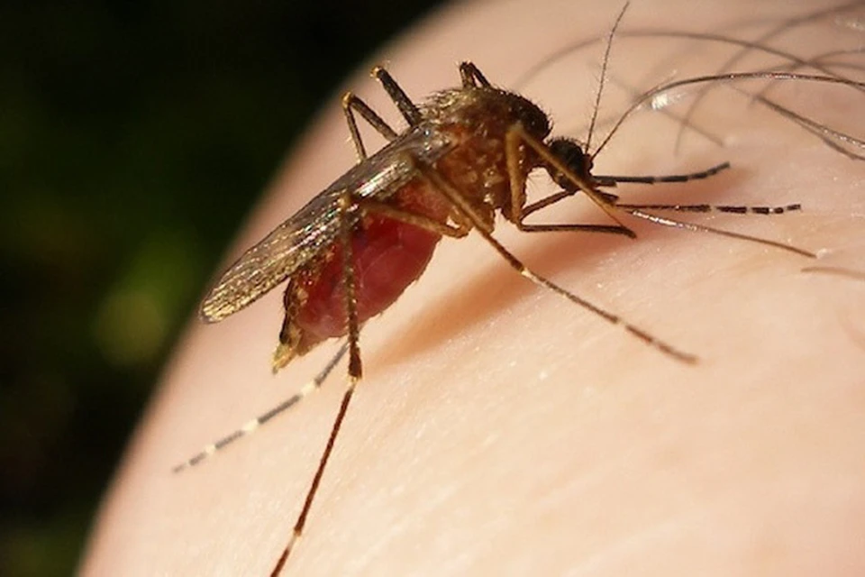 Переносчики лихорадки - комары, которые так любят жить в сырых подвалах жилых домов и у водоемов.