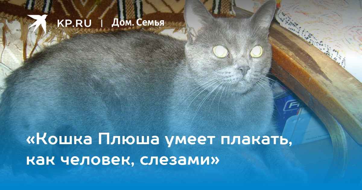 Умеют ли кошки плакать