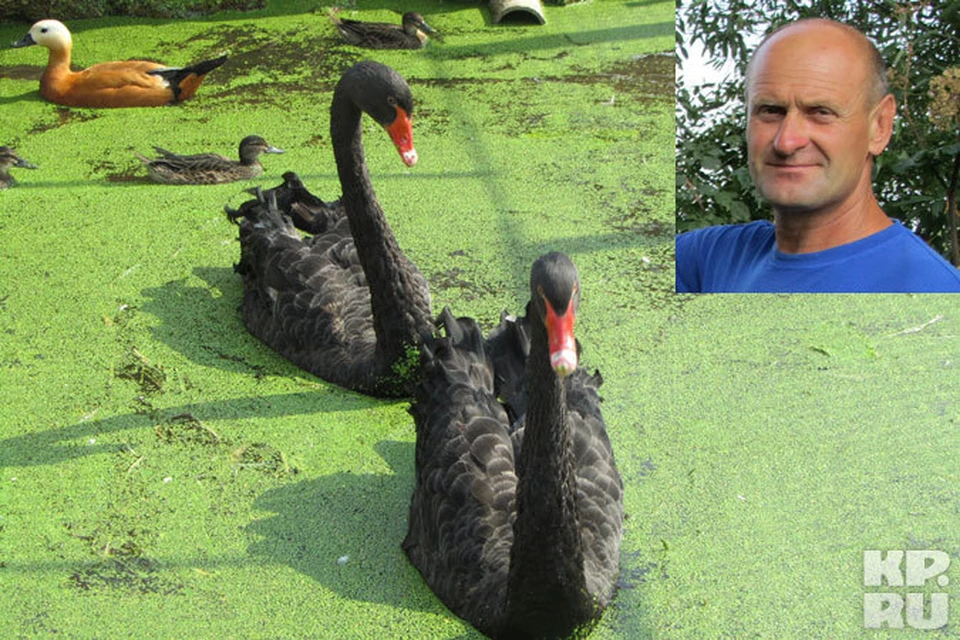 Александр Долматов осуществил свою мечту - поселить у себя пару черных лебедей.
