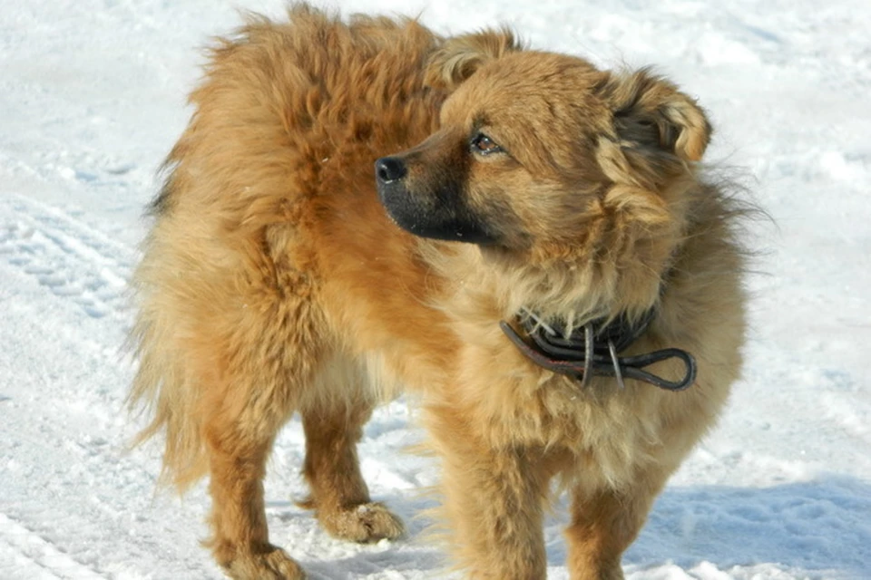 Бродячих собак в Новосибирске 40 тысяч, при этом, по словам чиновников, каждая 10-я нападает на человека.
