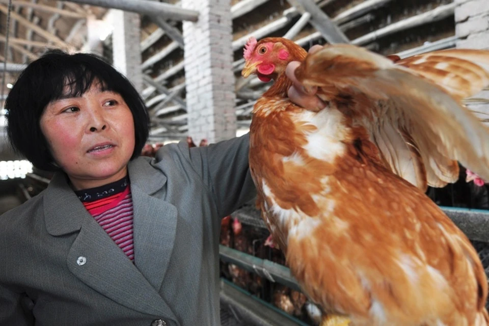 В конце марта из Китая поступили тревожные новости - там от нового штамма птичьего гриппа погибли люди.