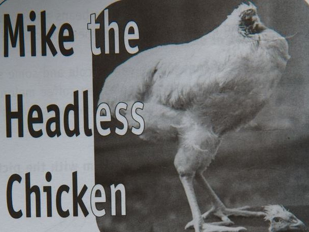 Курица жила без головы. Безголовый цыпленок Майк. Цыпленок без головы жил 18. Цыплёнок Майк без головы.