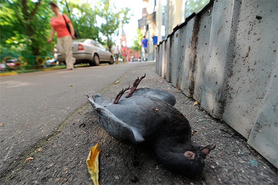 В столичной мэрии сообщают, что массовой гибели голубей в Москве не наблюдается