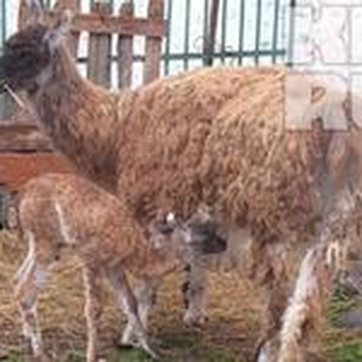 В нальчикском зоопарке родилась лама - KP.RU