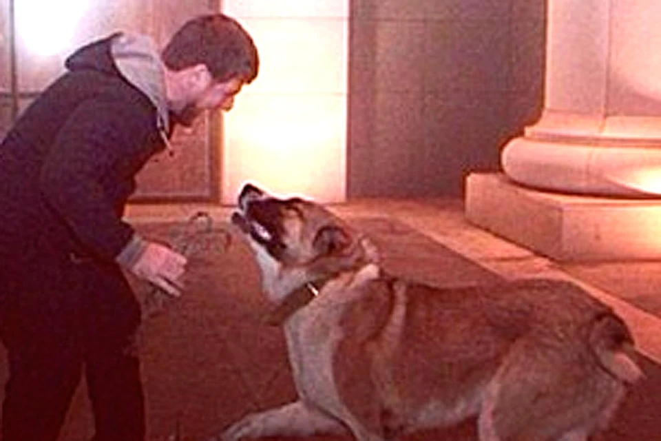 Пёс Кадырова нашёлся во многом благодаря его сообщению в популярной соцсети