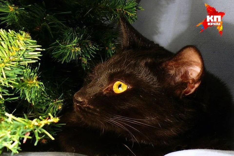 Черный Кот Новый Год