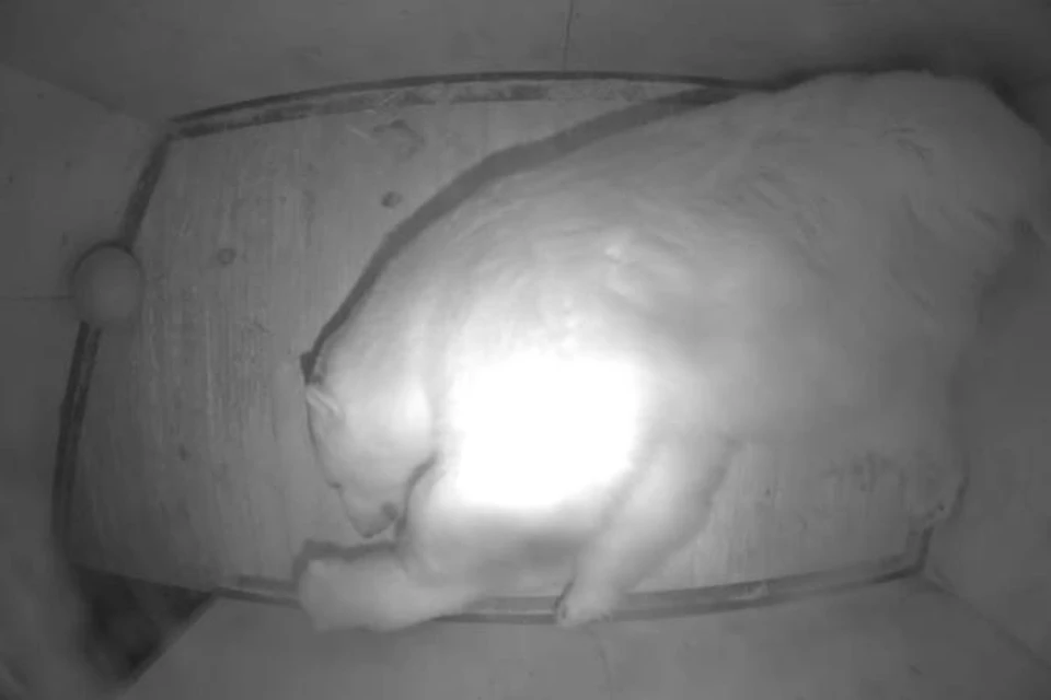 В интернете можно посмотреть, как спят медведица Фрида и ее детеныш