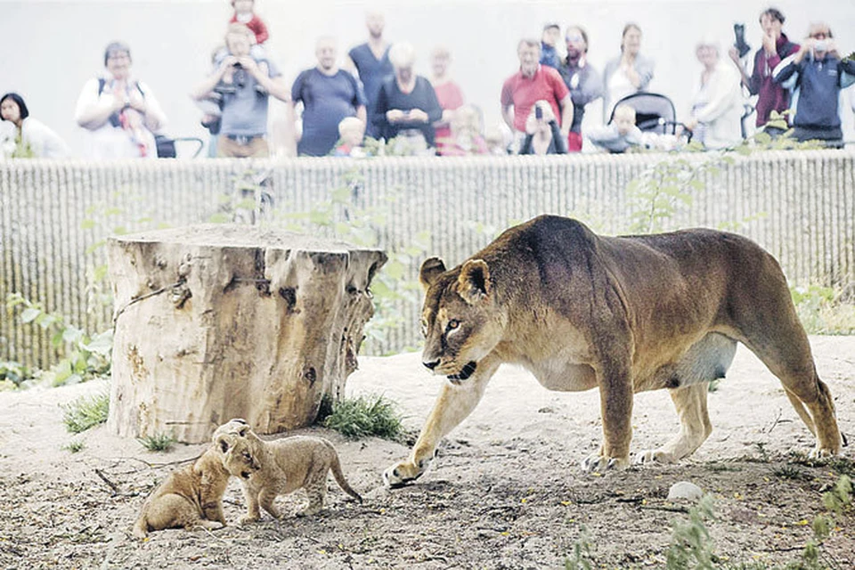 Лев в зоопарке съедает