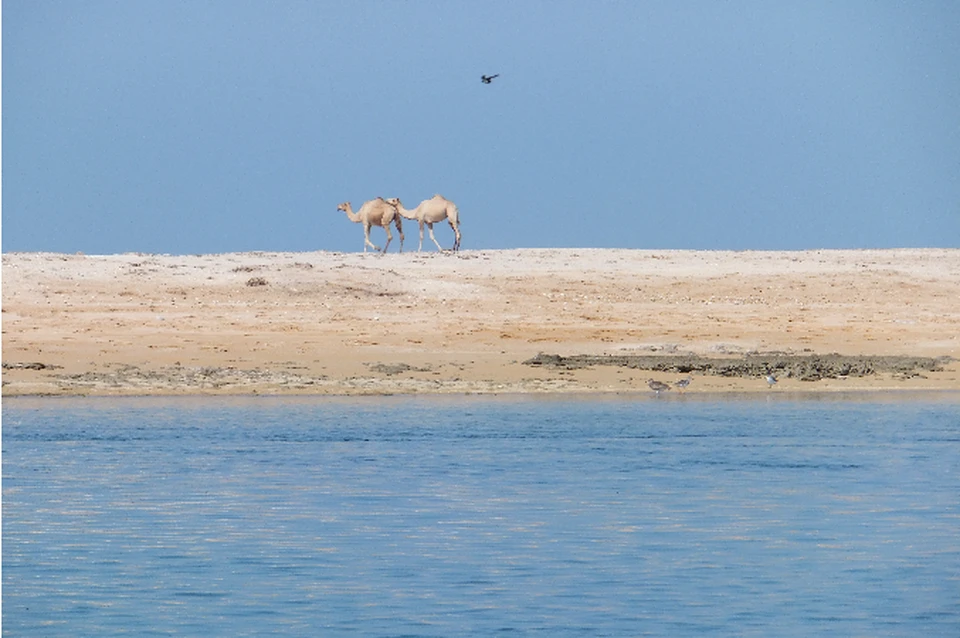 Рас-аль-Хайма: пустыня и теплое круглый год море.