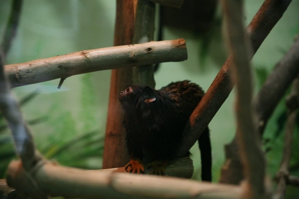 В Ижевском зоопарке для обезьян создали тропики.