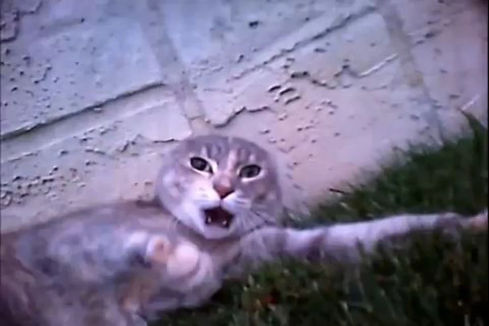 В Интернете появилось видео драки котов глазами одного из участников