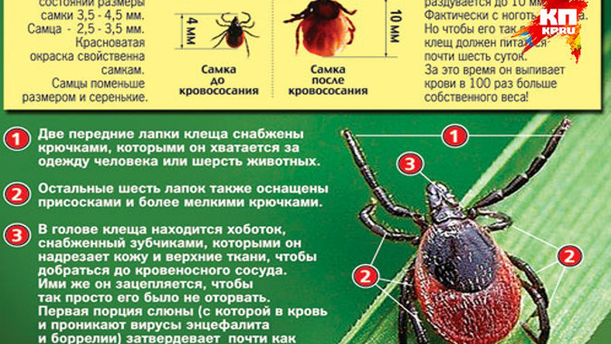 Клещи ждут отдыхающих на природе в Тверской области - KP.RU