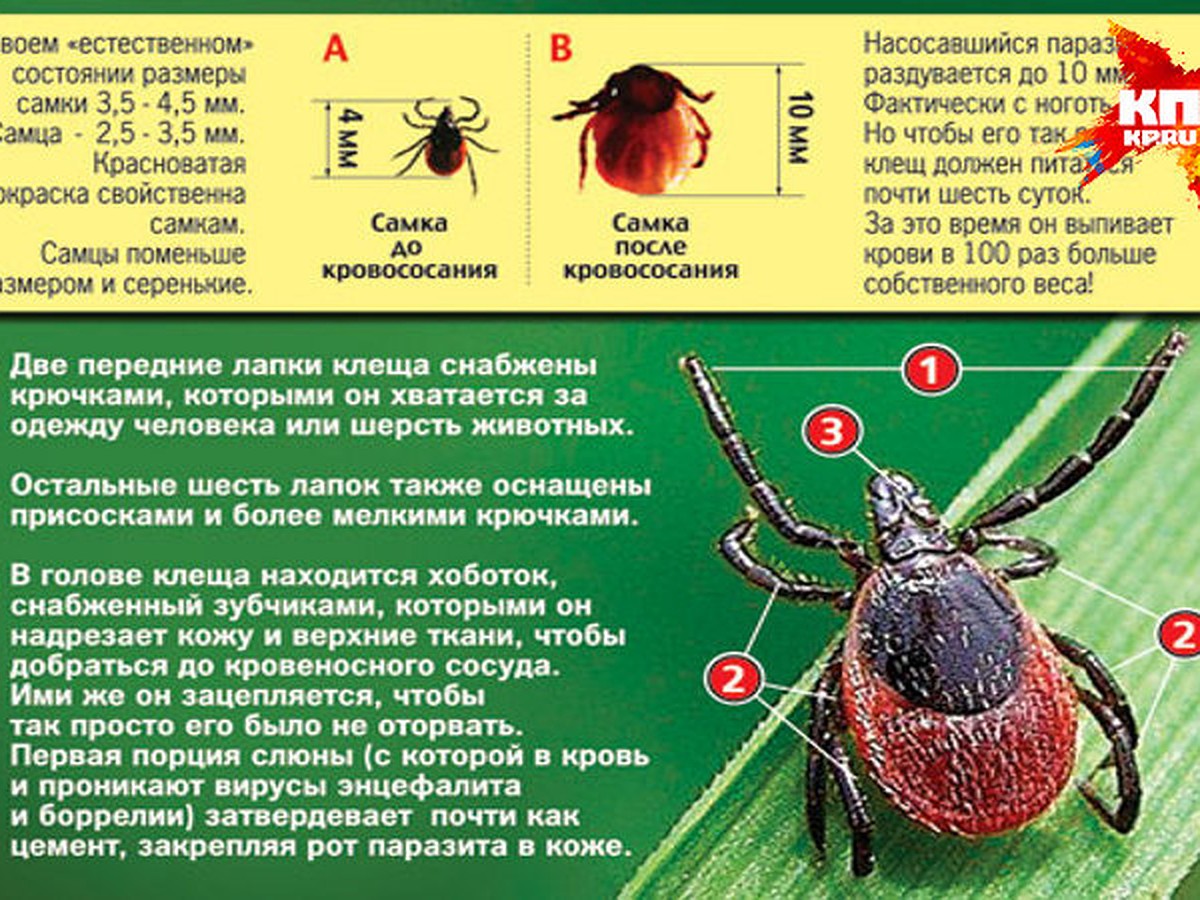 Клещи ждут отдыхающих на природе в Тверской области - KP.RU