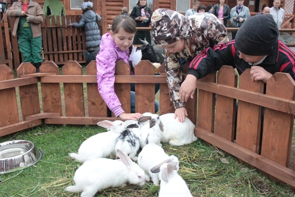 Вход для взрослых всего 50 рублей, детям до 5 лет – бесплатно. В контактном зоопарке есть овечки, ягнята, козы с козлятами, мини-пиги, кролики, детеныш альпака