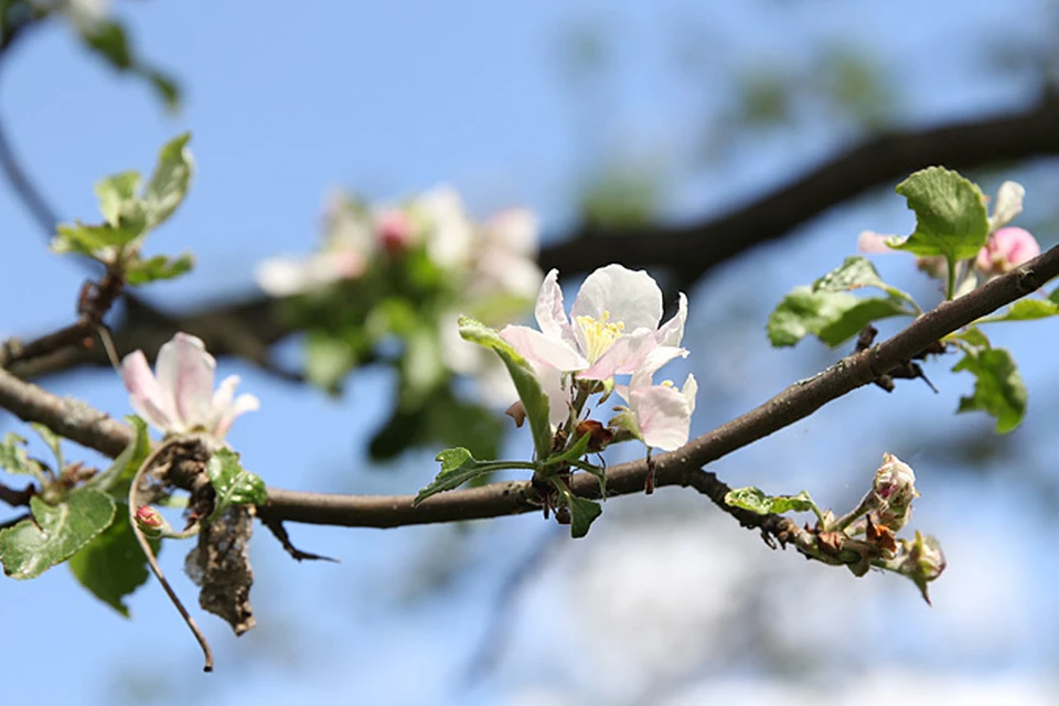 Яблони, груши и другие плодовые деревья - все они могут "спровоцировать" заморозки. Низкие температуры губят пестики и тычинки, завязи и листья рассады