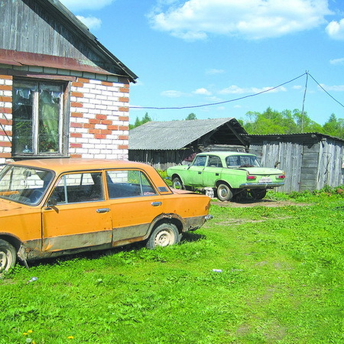 В Острове домашний пес насмерть загрыз ребенка - KP.RU