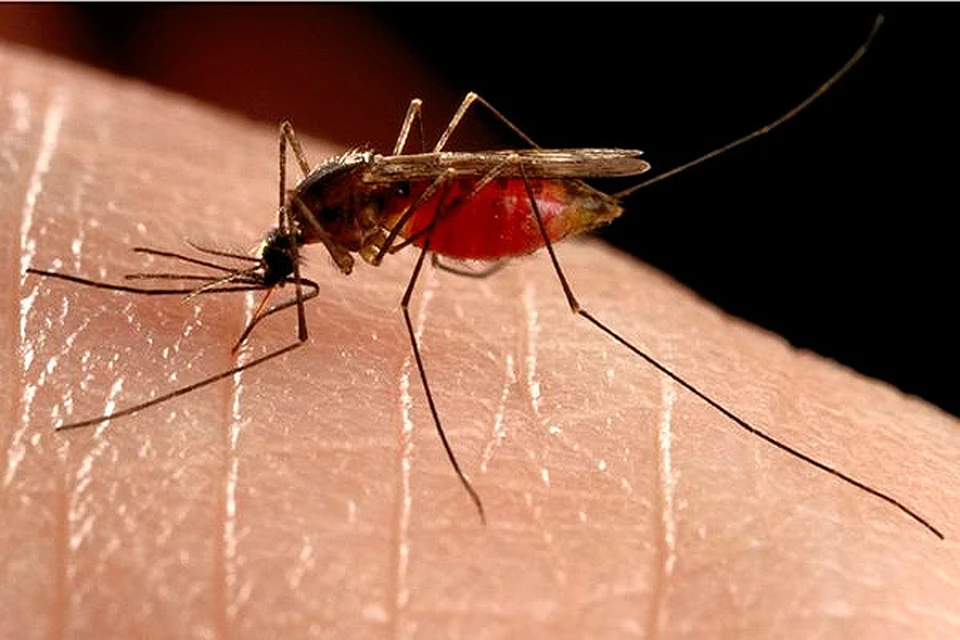 Создано телефонное приложение, которое отпугивает комаров