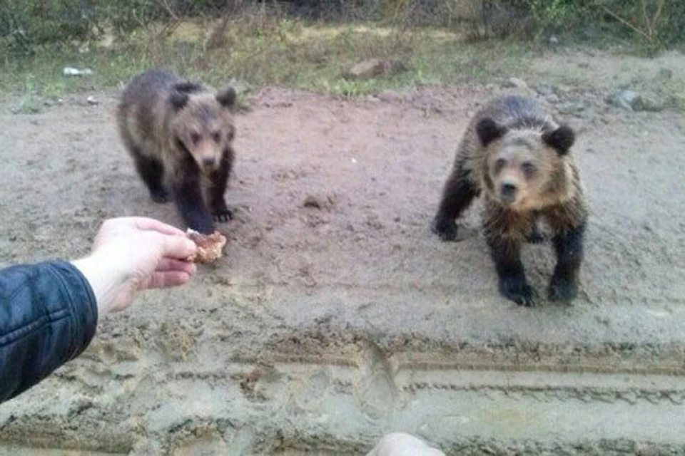 Местные говорят, что за последние 20 лет не припомнят такого сильного скопления медведей в Алданском районе.