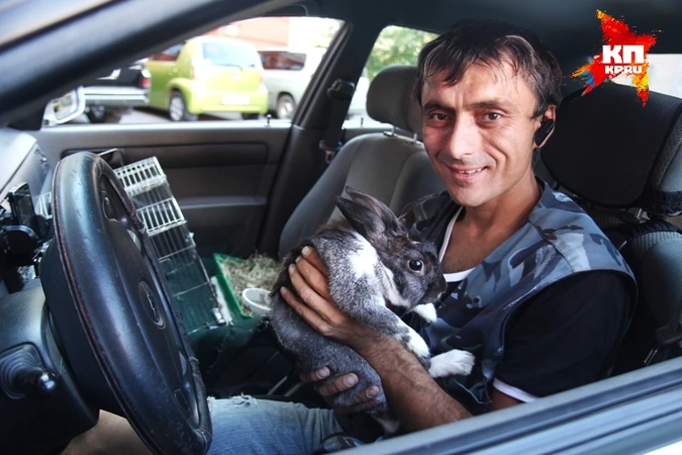 Иркутский таксист взял себе в напарники… кролика