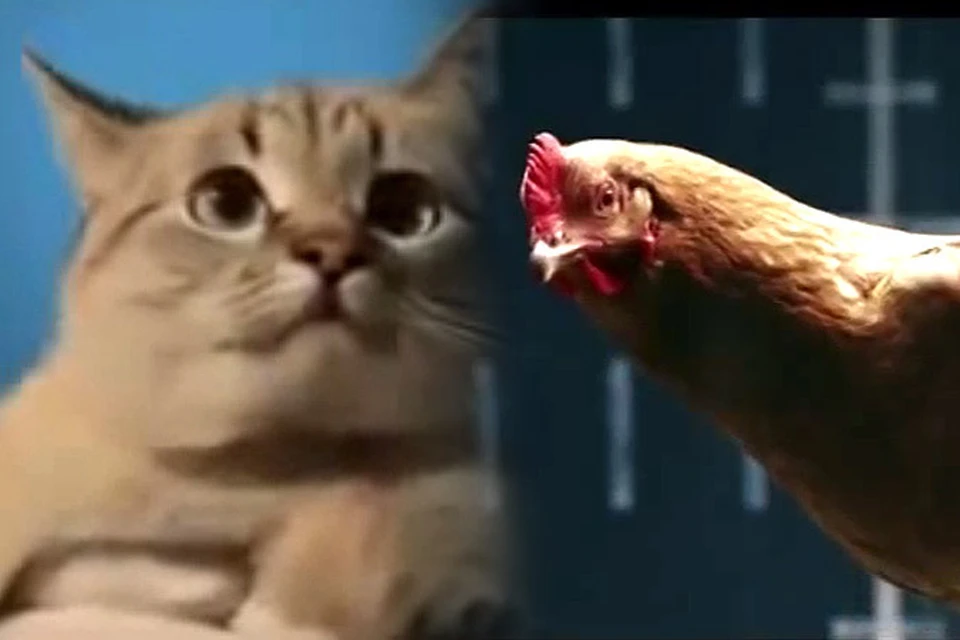 Кошки против кур: "АвтоВаз" ответил «Мерседесу» смешной рекламой