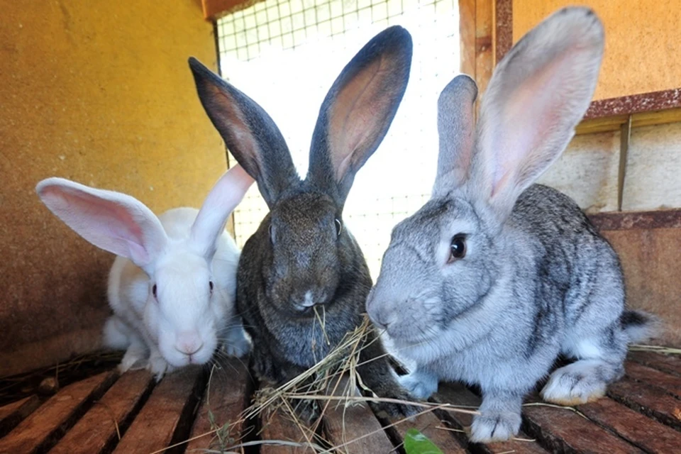 В Братске будут разводить кроликов в промышленных масштабах