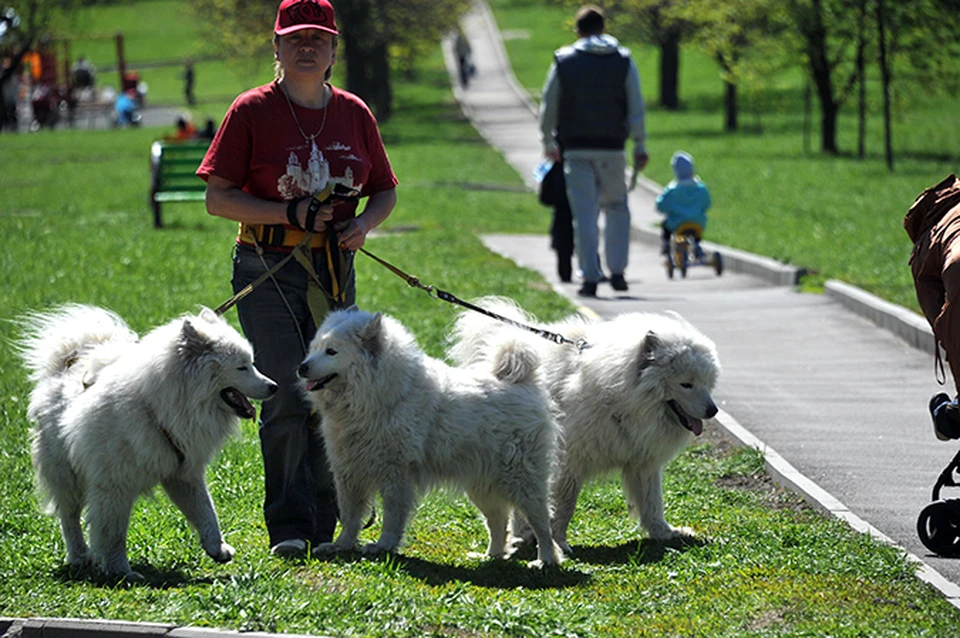 На острове Татышев появится отдельная площадка для выгула собак