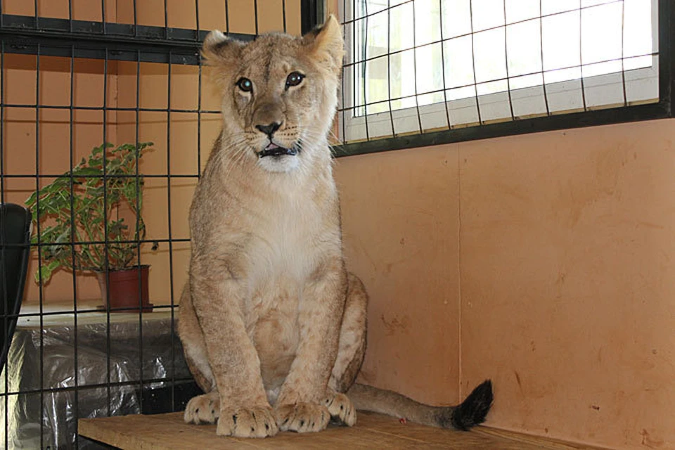 Сейчас Департамент природопользования рассматривает предложения от зоопарков и питомников, желающих принять львицу