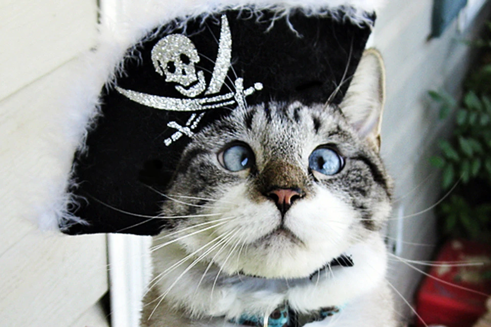 Очаровательный косоглазый котяра Спанглс стал настоящей интернет-сенсацией.