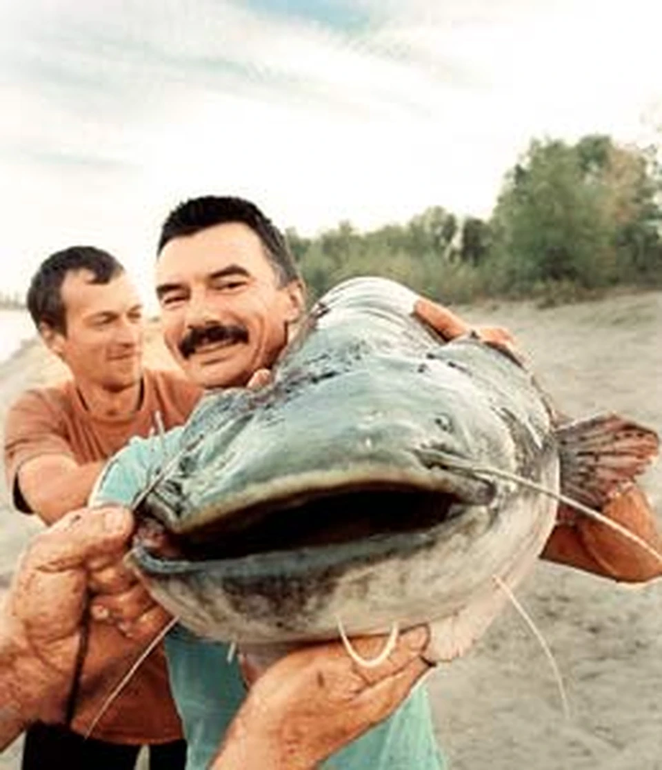 Обычные рыбаки частенько обставляют звездных по уловам. Например, этого гигантского сома выловили под Астраханью, на Ахтубе...