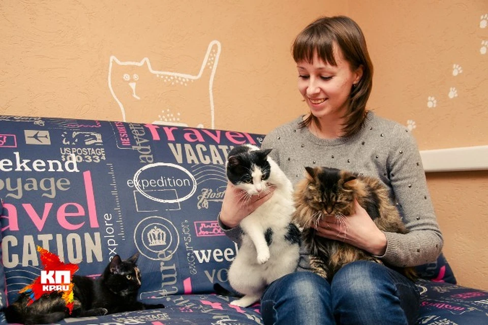 Первое котокафе в Ижевске: мастер-классы, чай и кошки - дальнобойщицы